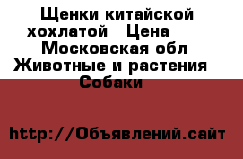 Щенки китайской хохлатой › Цена ­ 1 - Московская обл. Животные и растения » Собаки   